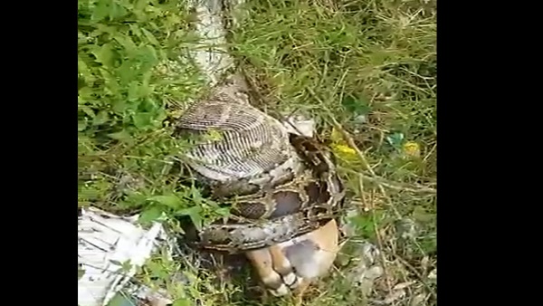 अजगर की लंबाई 20 से 25 फीट अजगर की लंबाई 20 से 25 फीट