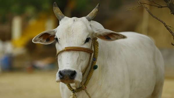नहीं हो पाया था विकास