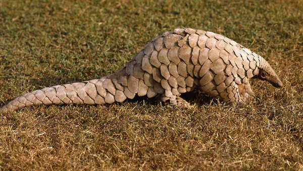 यौनवर्धक दवाओं में भी किया जाता है इसका इस्तेमाल