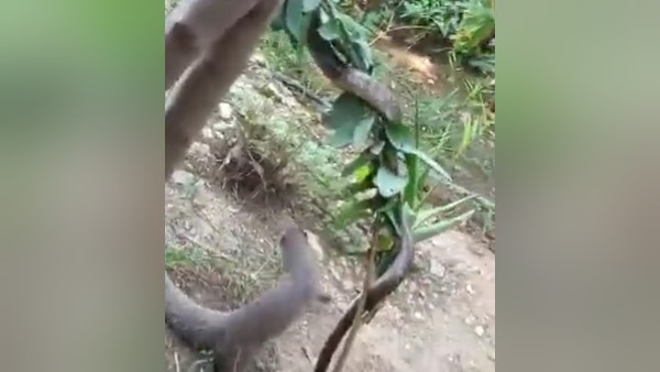 एक बार फिर आमने-सामने आए सांप और नेवला