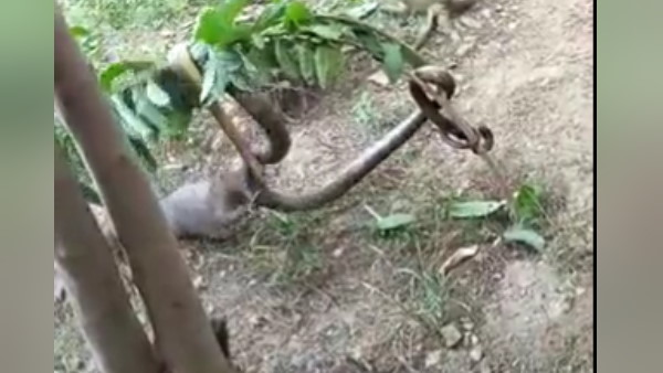 सांप और नेवले का वीडियो वायरल