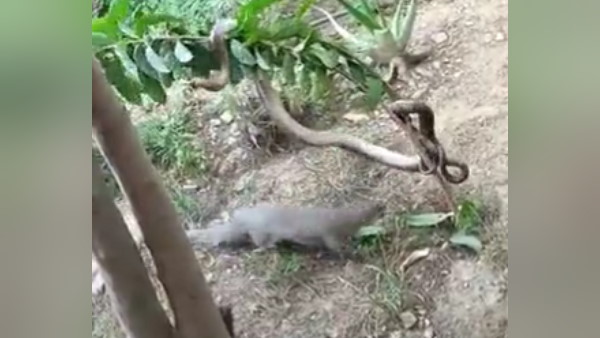 पेड़ पर लिपटा था सांप