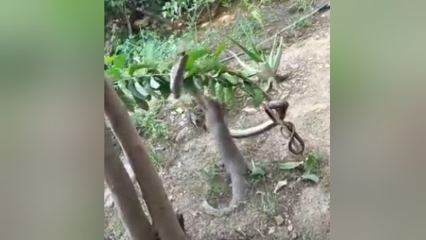 इस जंग में हुई किसकी जीत?