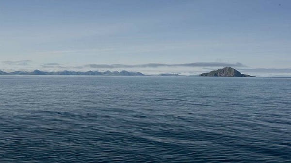 निकला जेलीफिश का हाथ