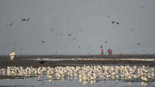 रूस में हजारों पक्षियों ने रहस्यमयी तरीके से तोड़ा दम 