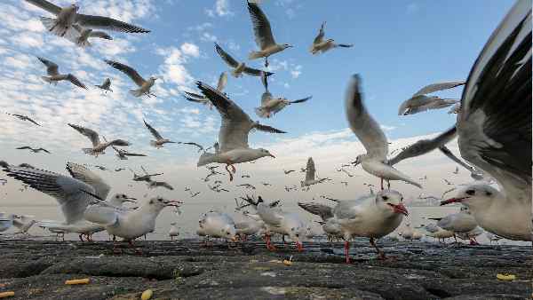 क्या प्रदूषण ले रहा है पक्षियों की जान ?