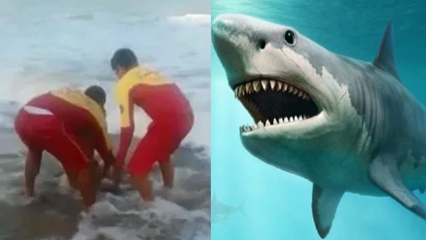 55 वर्षीय सर्फर की शार्क पर पड़ी नजर 55 वर्षीय सर्फर की शार्क पर पड़ी नजर