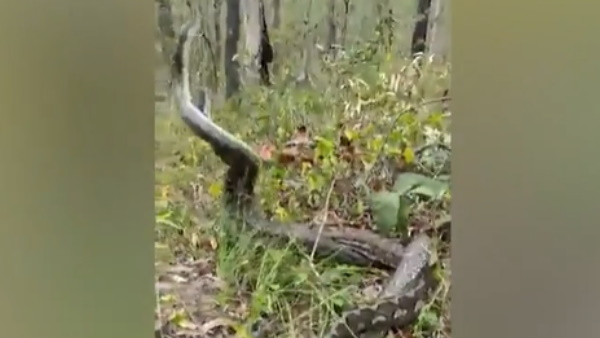 एक मादा के लिए तीन सांपों में जंग