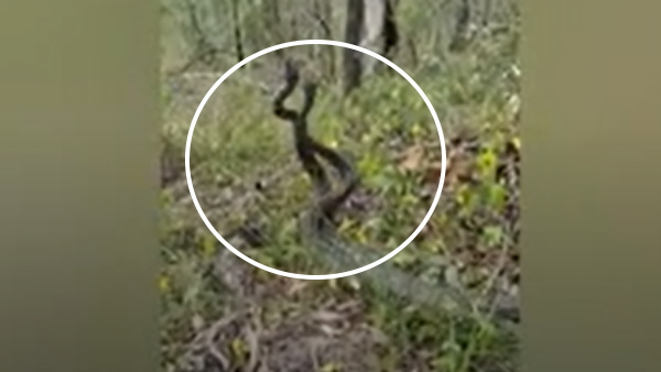 जंगर में दो सांपों की खूनी जंग