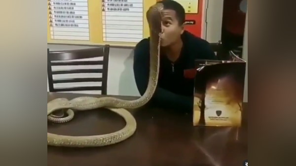 जानलेवा हमला कर देता है सांप