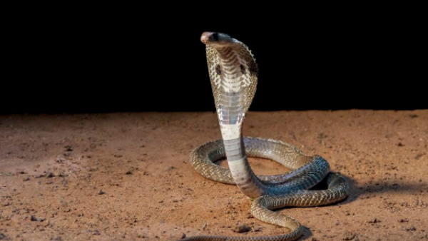 तो फिर जिसको सांप ने काटा था, वो कौन था?