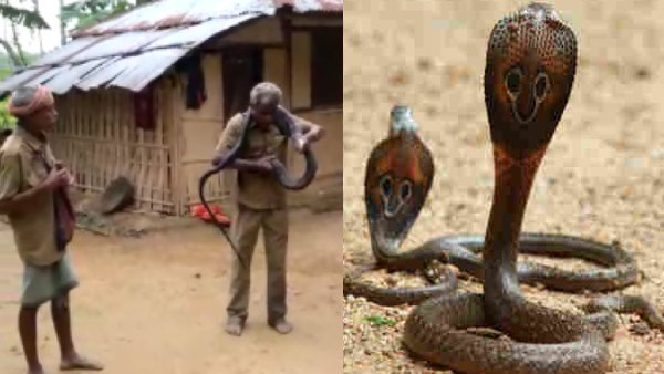 14 फीट का था सांप