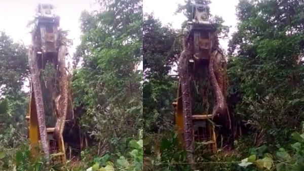 जानिए कहां पकड़ा गया है ये विशालकाय खतरनाक सांप 