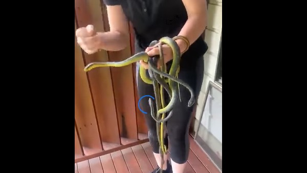 आमतौर पर अकेले होते हैं सांप