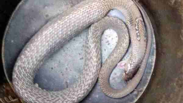 कार के पीछे भागने लगा नाग