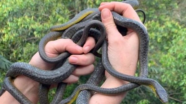 तीन बिना जहर के