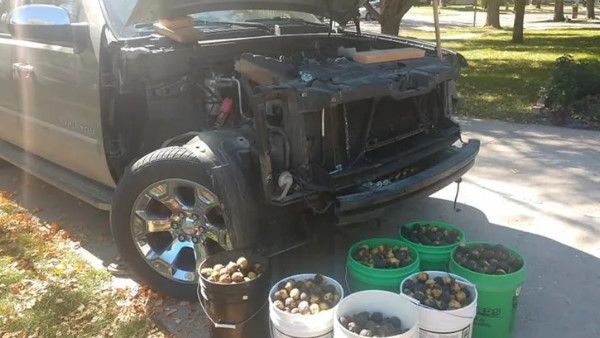 कई सालों के अखरोट इकट्ठा कर रही है गिलहरी