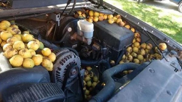 पूरे बोनट में हर तरफ अखरोट ही अखरोट थे