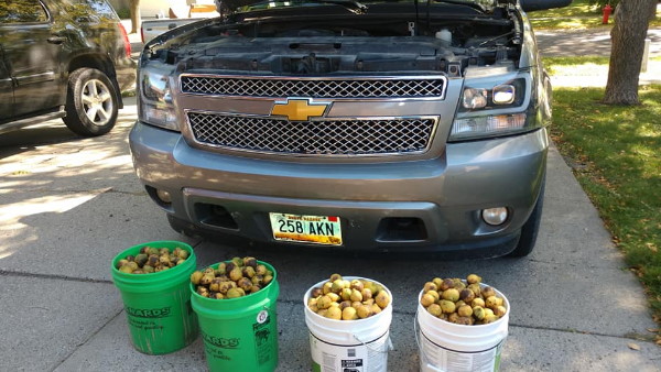 शातिर गिलहरी ने चोरी किए 160 किलो अखरोट