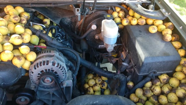 गाड़ी में 6-7 बाल्टी अखरोट निकाले गए