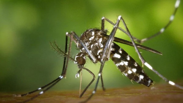 बकरी का दूध पीने से शरीर में प्लेटलेट्स की संख्या बढ़ती है?