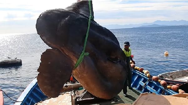 मछली का वजन 2 हजार किलो