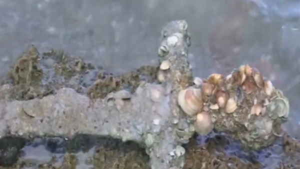 गोताखोर को मिला ये इनाम 