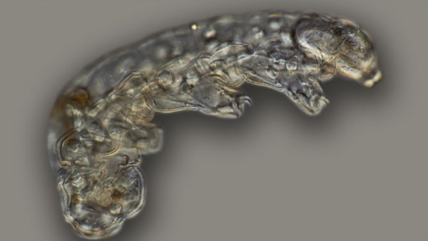 क्या होता है टार्डिग्रेड?