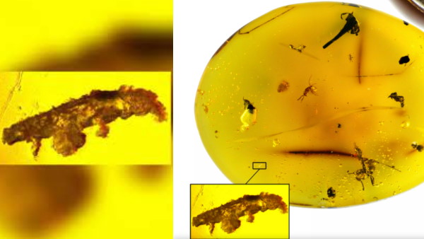 कठिन परिस्थिति में भी रहते हैं जीवित