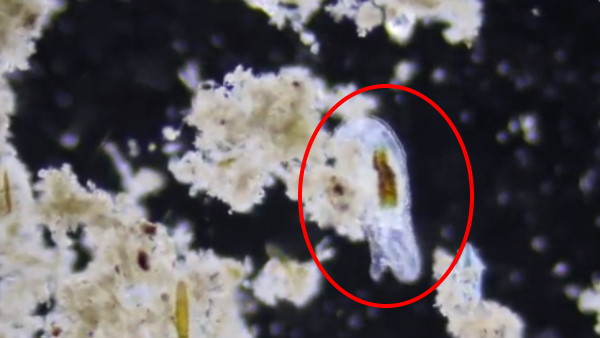 सबसे बड़ी खोज