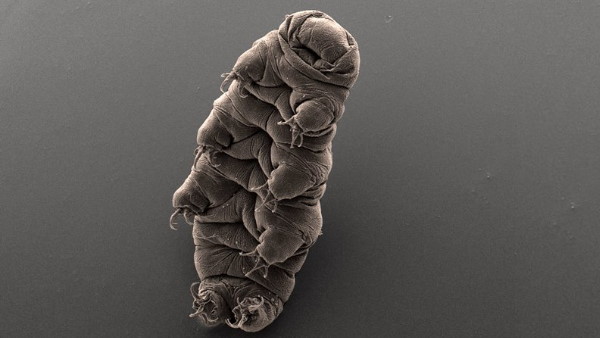 इस तकनीक का हुआ अपयोग उपयोग