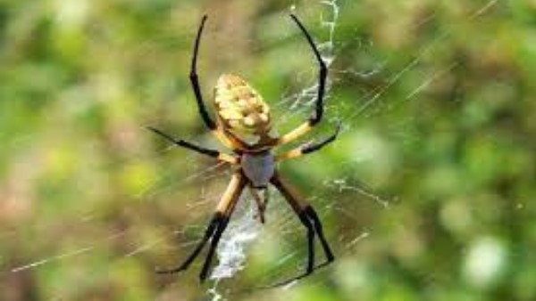 9.9 करोड़ साल पुरानी मकड़ी