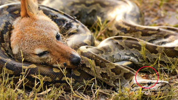 यहां बैठी थी तितली