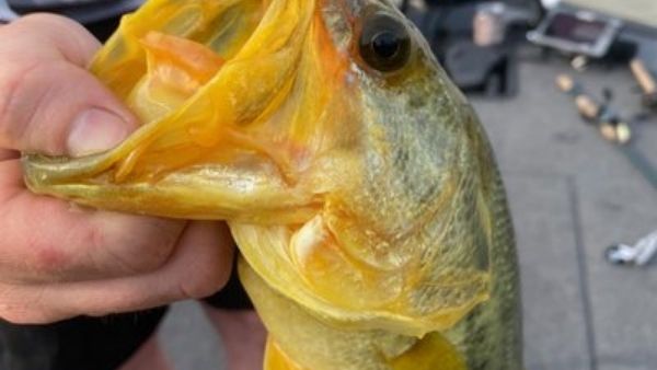 सोने जैसी मछली सोने जैसी मछली