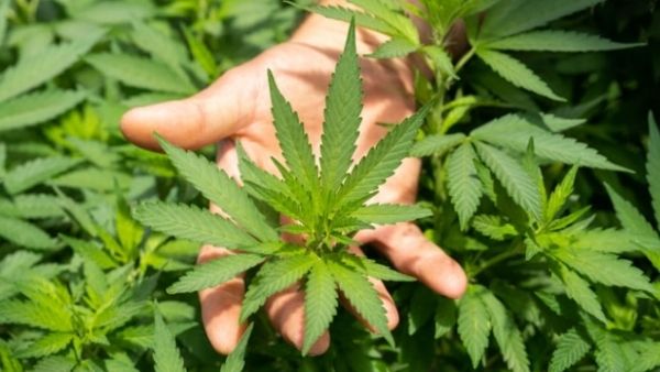 पाकिस्तान में भांग की खेती पाकिस्तान में भांग की खेती