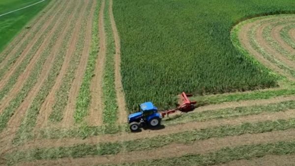 भांग की खेती से पैसे कमाना लक्ष्य भांग की खेती से पैसे कमाना लक्ष्य