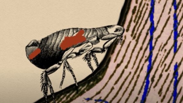 कुछ सालों में दिखे हैं लक्षण