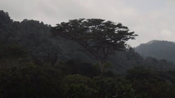 शीशम के पेड़ों का दोहन