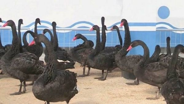 भयानक भुखमरी से जूझता उत्तर कोरिया भयानक भुखमरी से जूझता उत्तर कोरिया