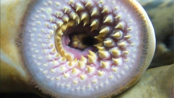 लैमप्रेयस है इस जीव का नाम लैमप्रेयस है इस जीव का नाम