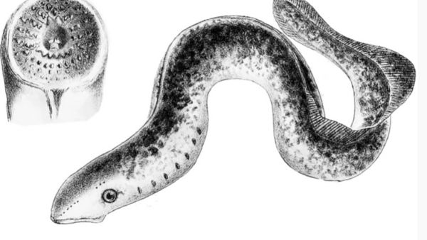 एक दशक से था गायब एक दशक से था गायब