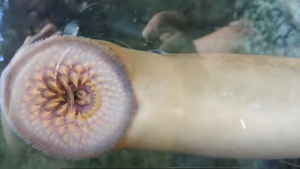 डायनासोर के समय से है मौजूद डायनासोर के समय से है मौजूद