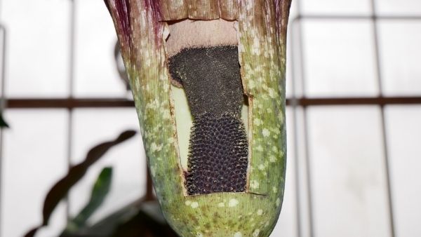 बदबू के लिए बदनाम है फूल