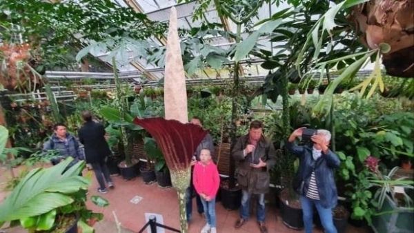 सिर्फ तीसरी बार खिला फूल