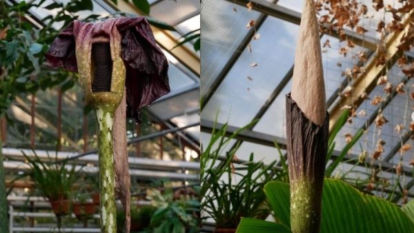 सितंबर में आया था पौधे में कली