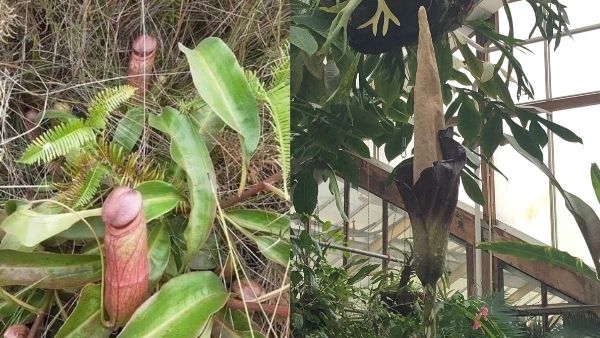 किस मौसम में खिलता है फूल