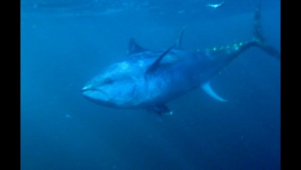 250 किलो तक हो सकता है इस मछली का वजन