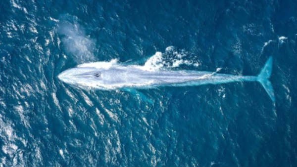 हर जगह पर किलर व्हेल