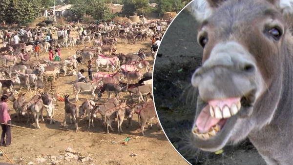 एक लाख से पांच लाख तक की कीमत के गधे एक लाख से पांच लाख तक की कीमत के गधे