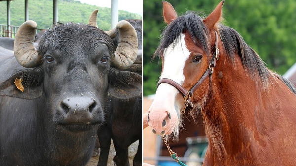 घोड़ी का नाम रानी, उम्र 4 साल, रंग काला, मुंह सफेद घोड़ी का नाम रानी, उम्र 4 साल, रंग काला, मुंह सफेद